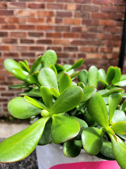 Crassula Jade Plant