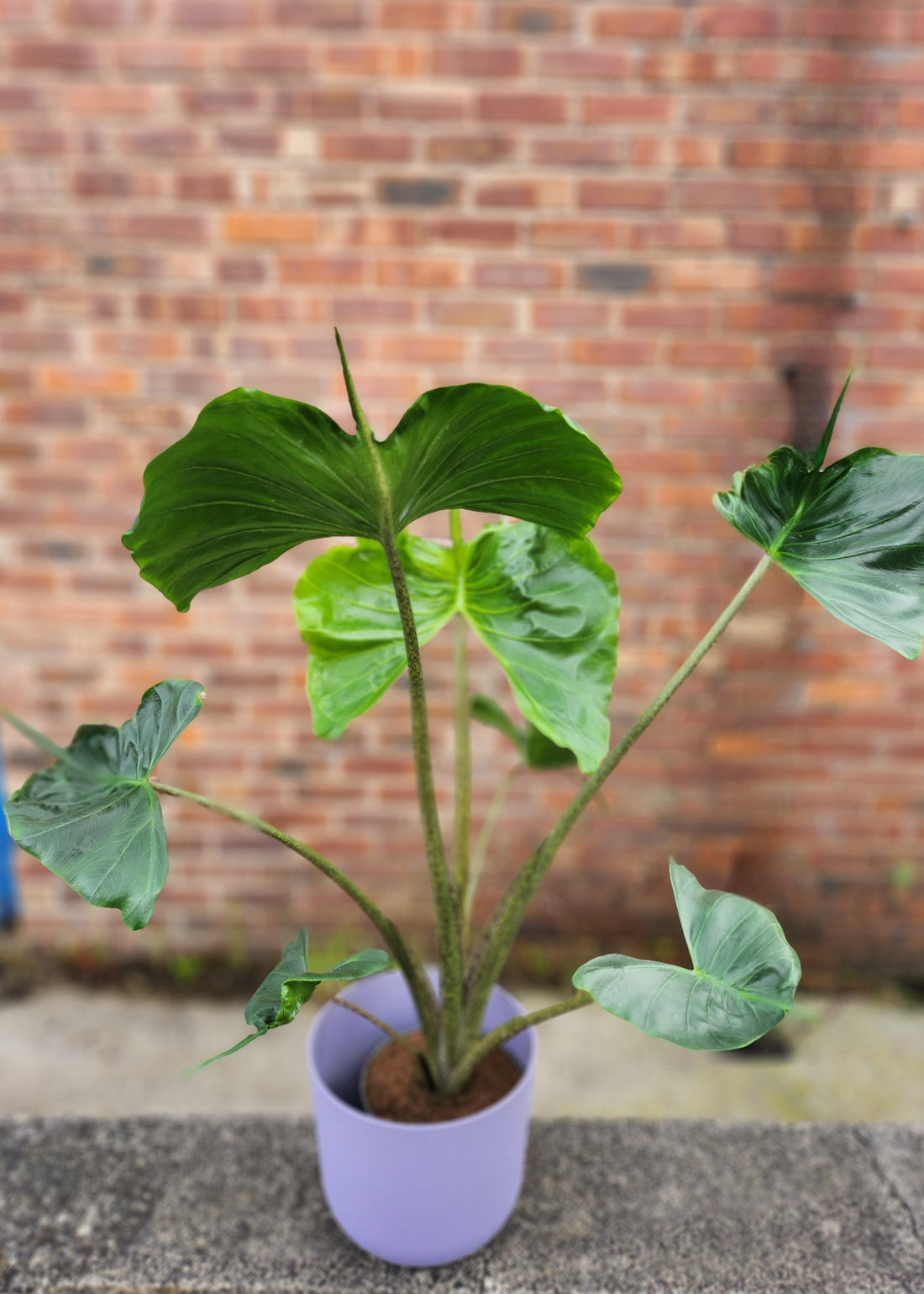 Alocasia Stingray