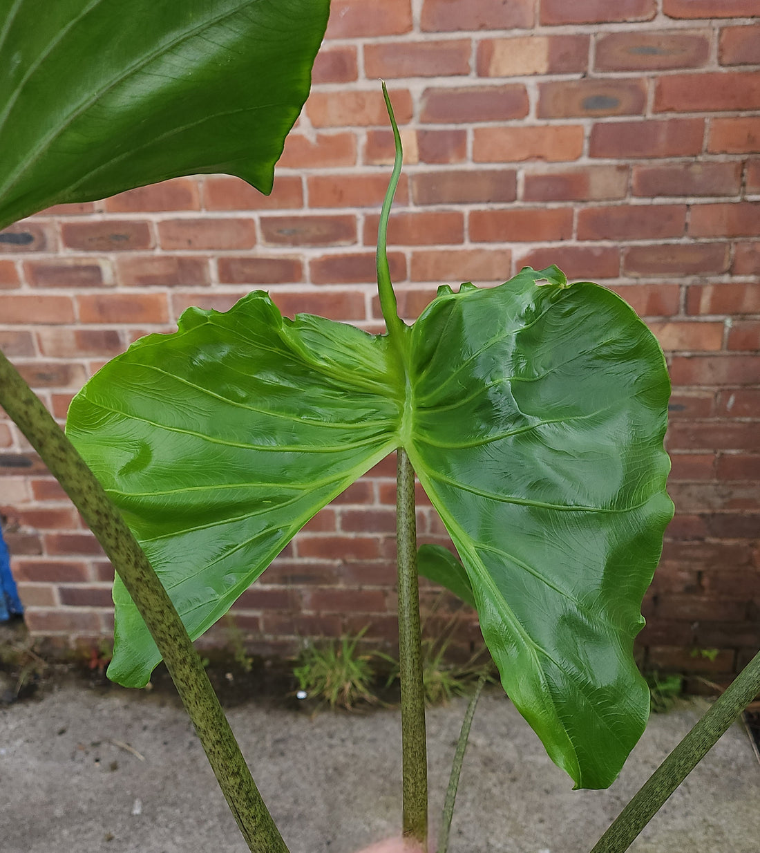 Alocasia Stingray