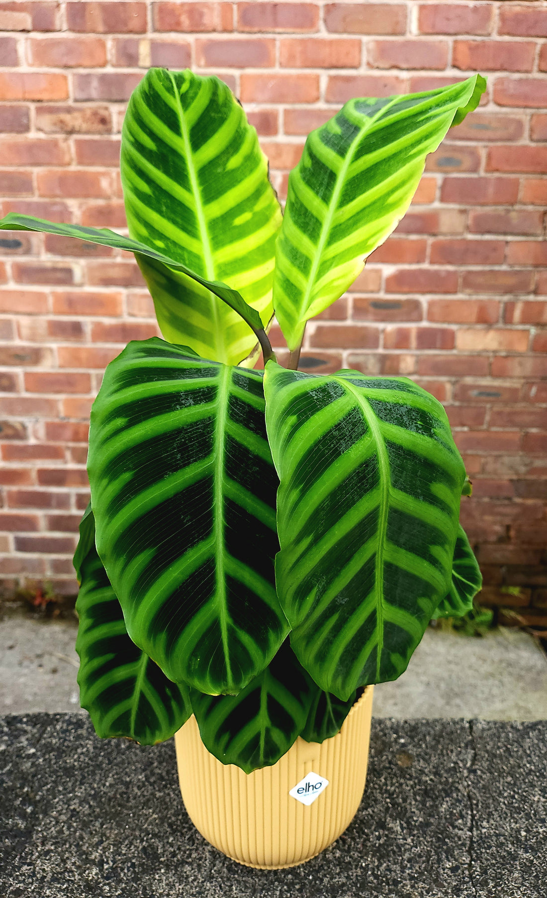 Calathea Zebrina