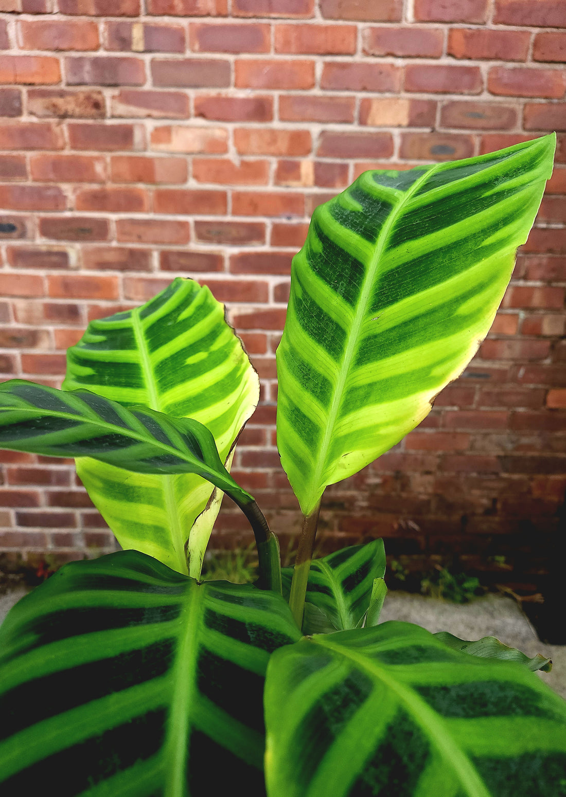 Calathea Zebrina
