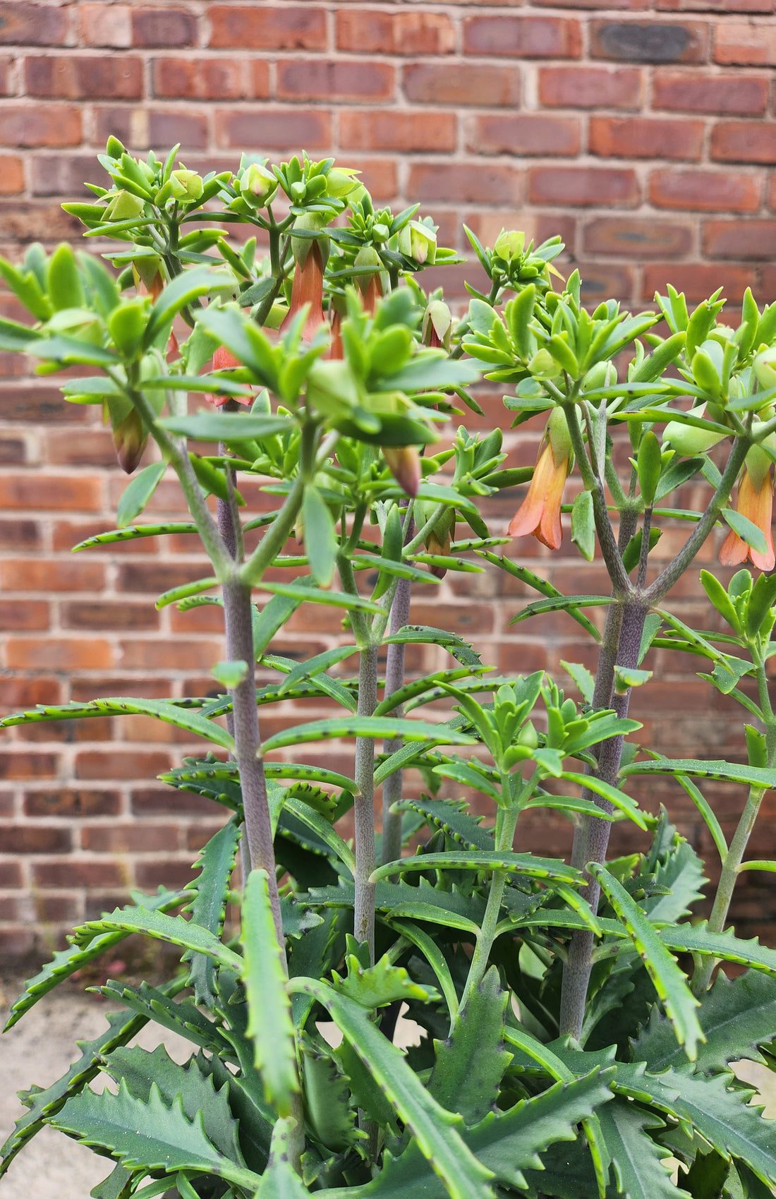 Kalanchoe Lucky Bells