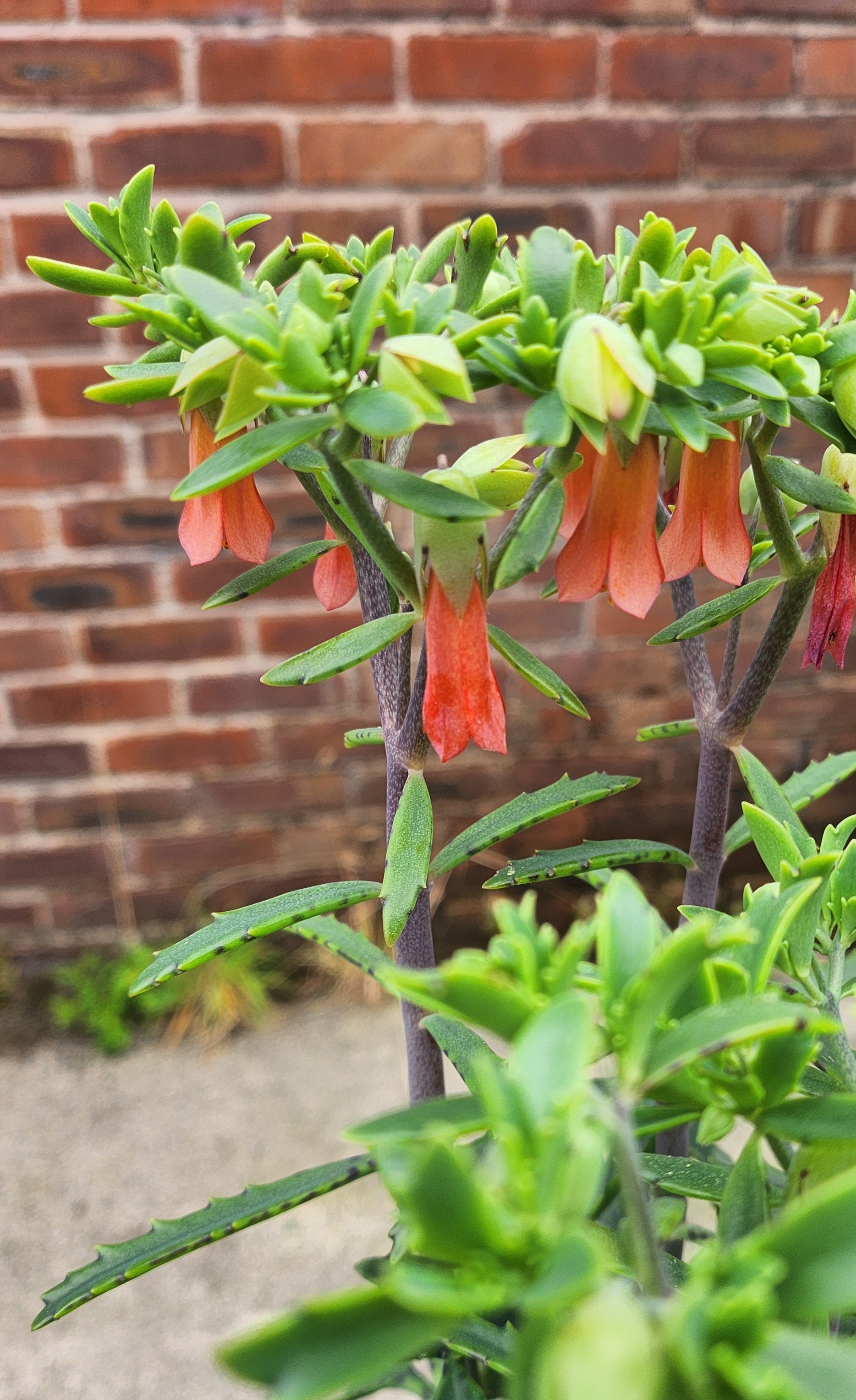 Kalanchoe Lucky Bells