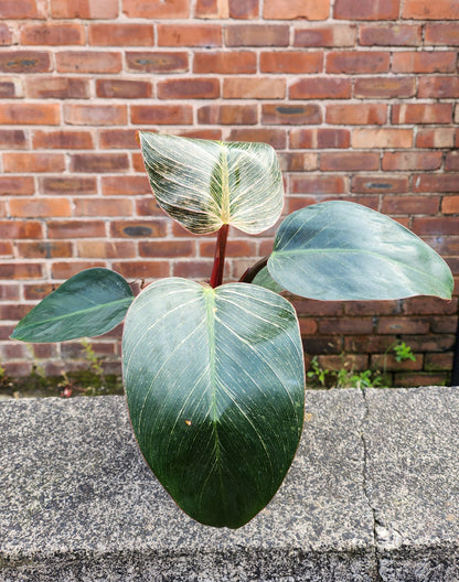 Philodendron Pink Birkin