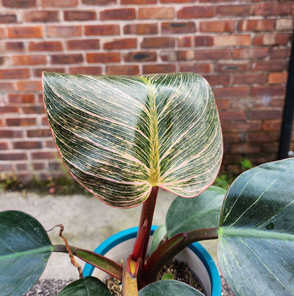 Philodendron Pink Birkin