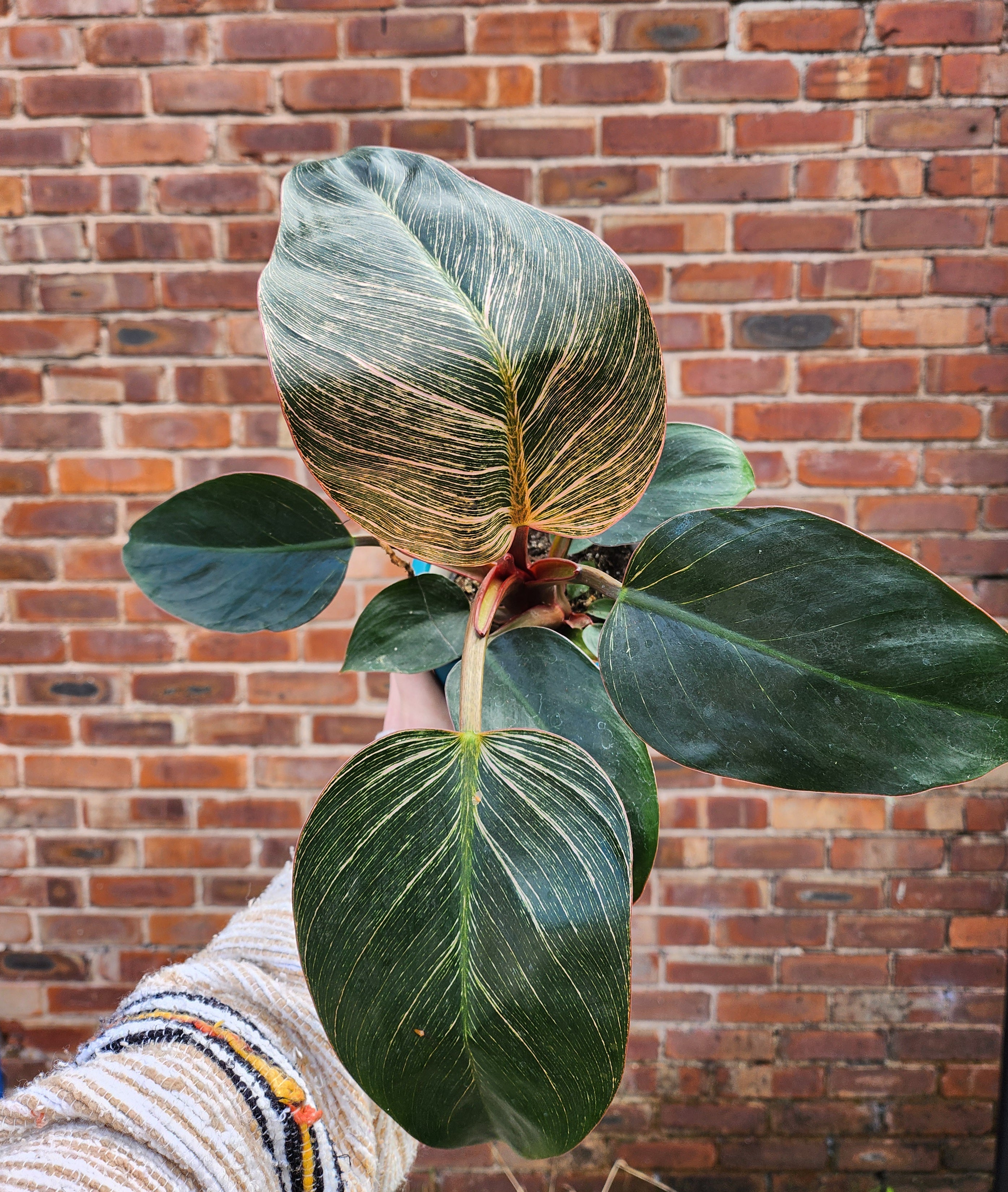 Philodendron Pink Birkin
