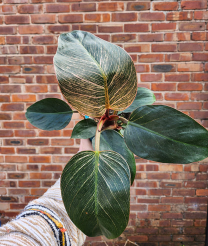 Philodendron Pink Birkin