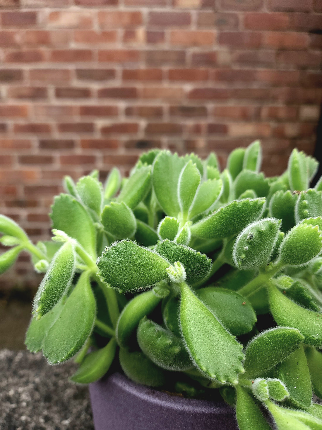Cotyledon Green Footprint