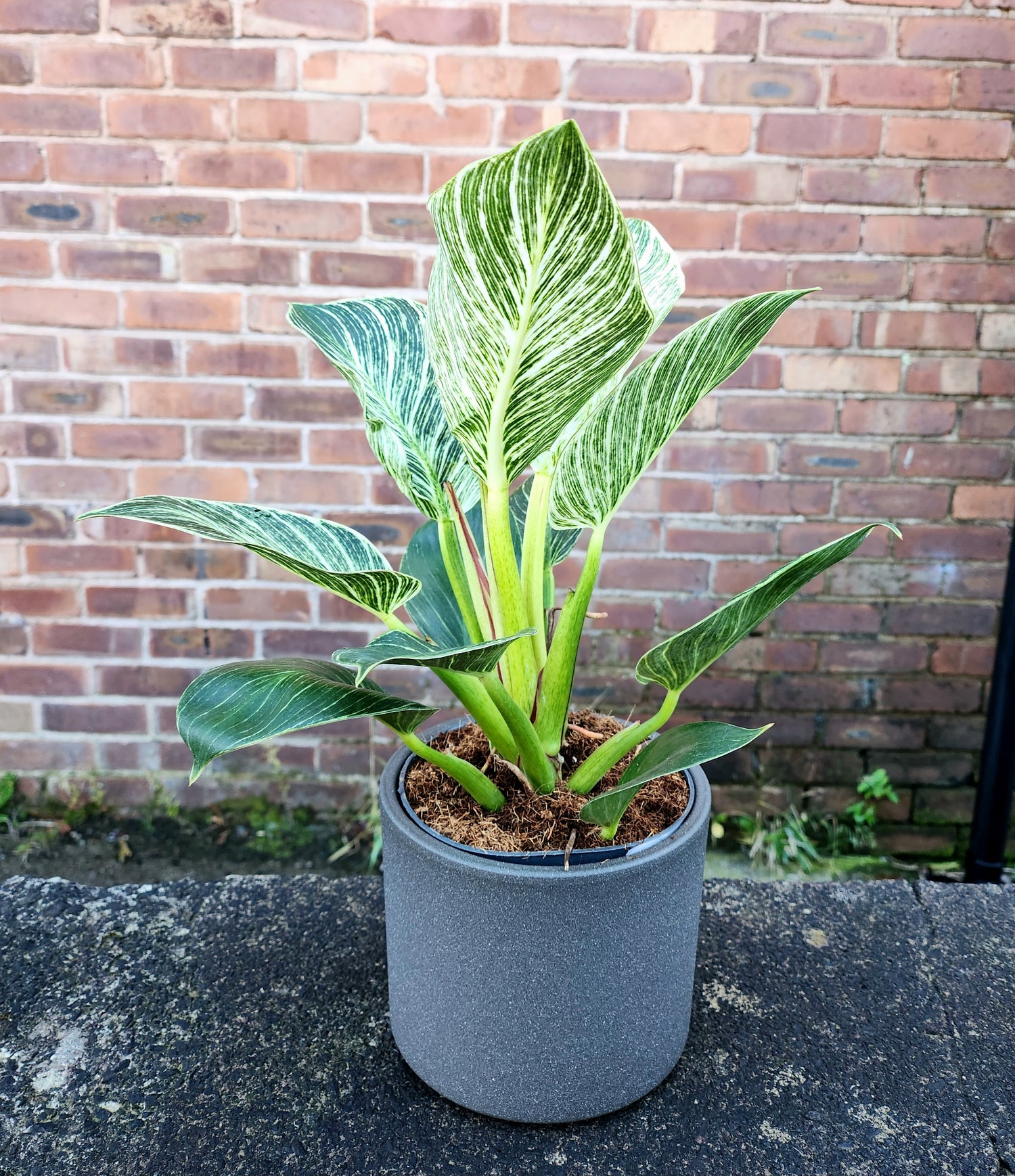 philodendron wave Philodendron White Wave