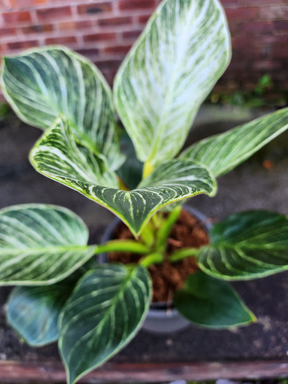 Philodendron White Wave