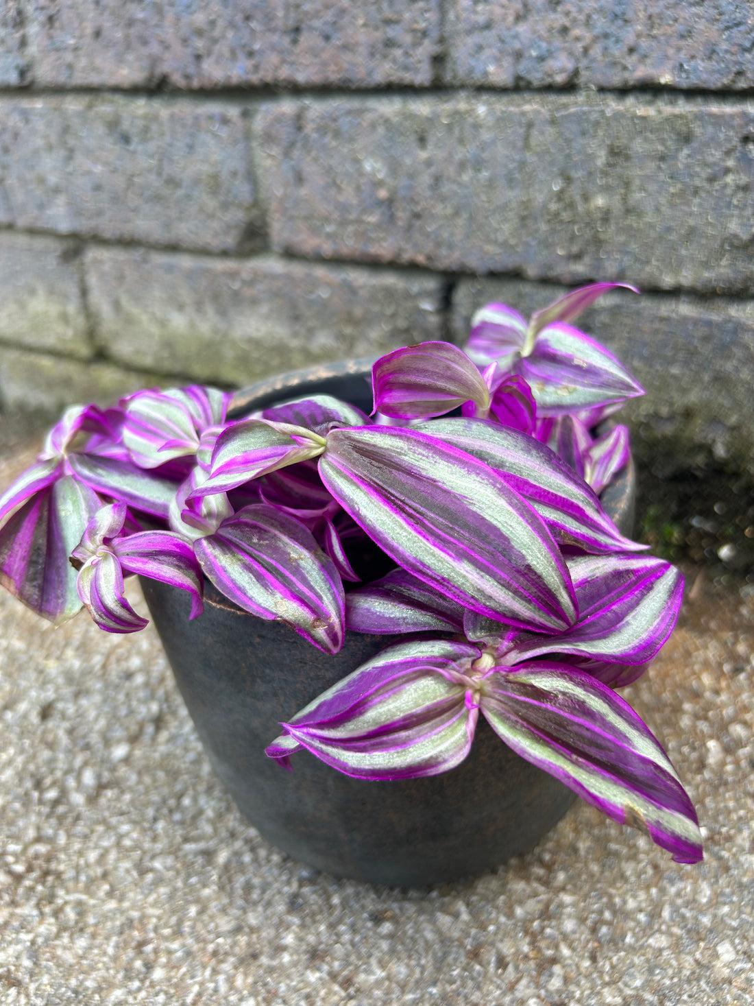 Tradescantia ‘Pink Paradise’
