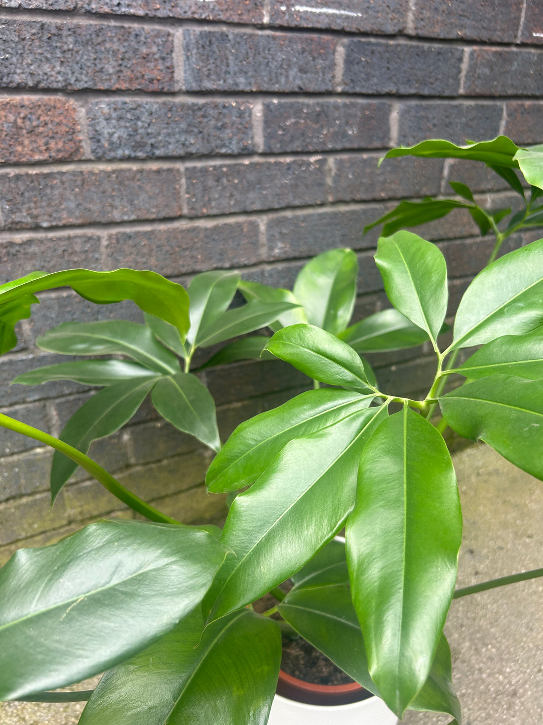 Philodendron Green Wonder