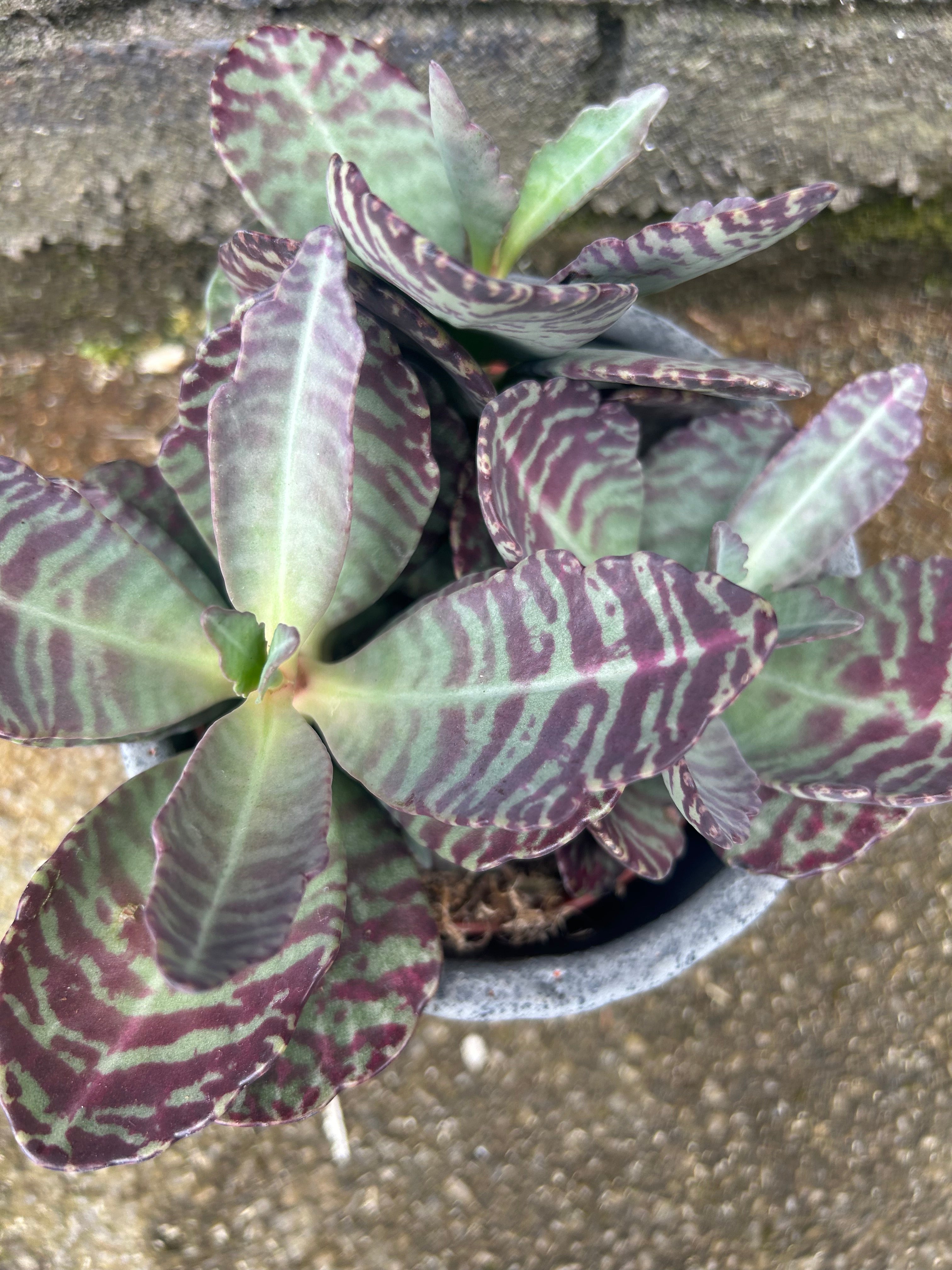 Kalanchoe Wild Flowers Desert Surprise
