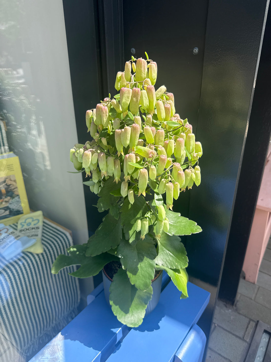 Kalanchoe Magic Bells