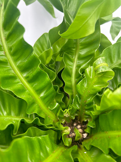Asplenium Hurricane