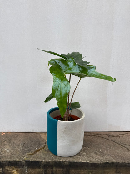 Alocasia Batwing