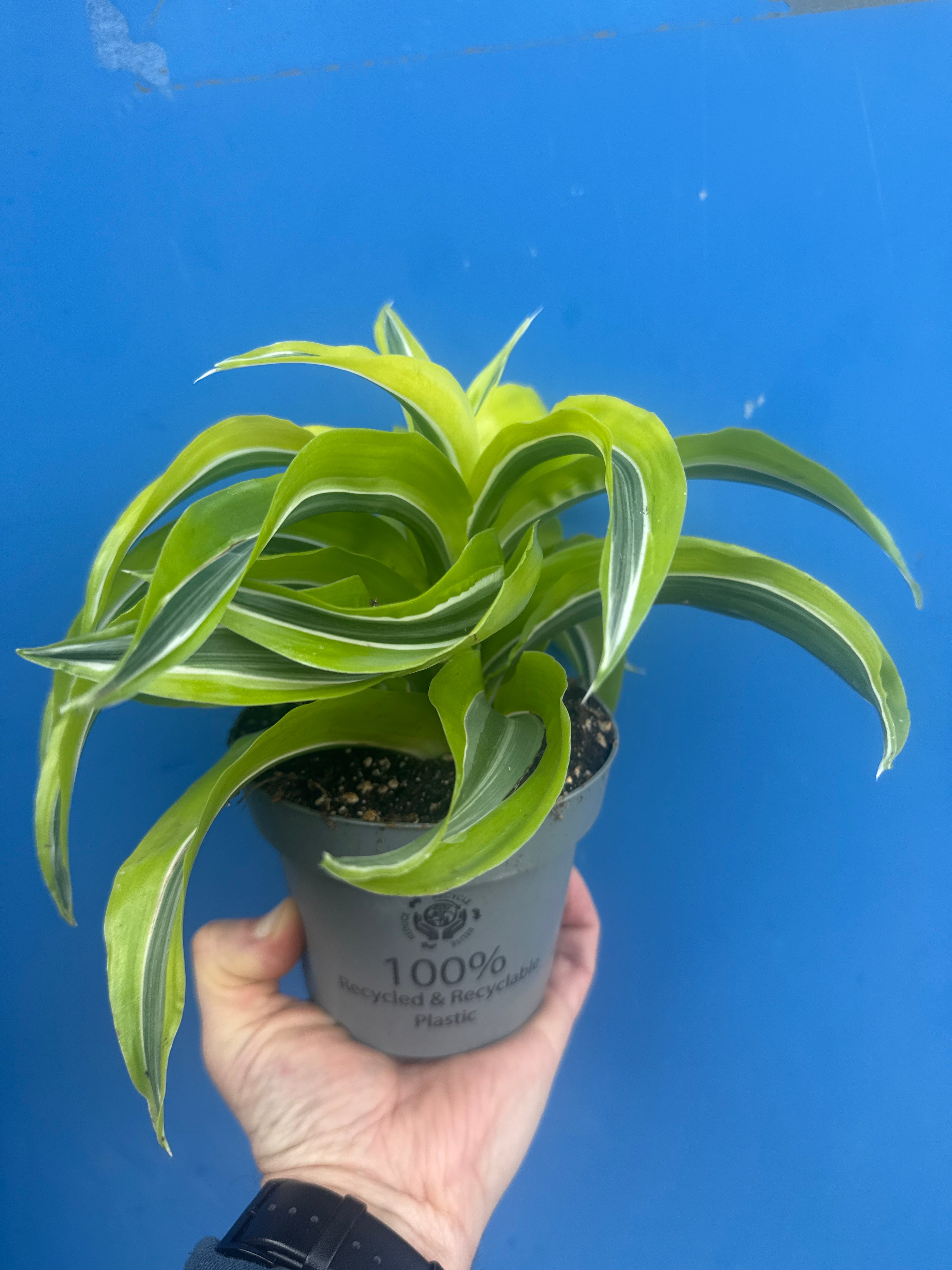 Dracaena Lemon Surprise