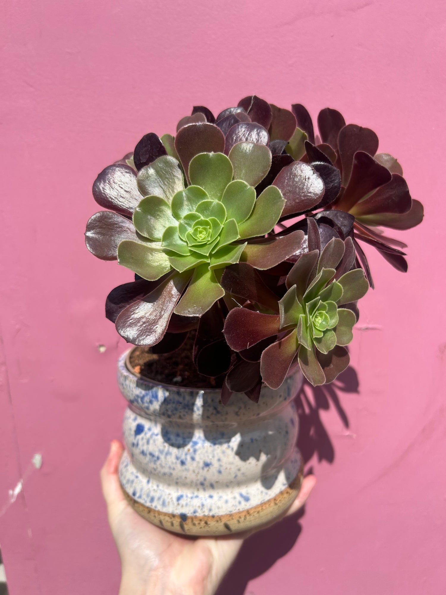 tree house leek plant Aeonium arboreum