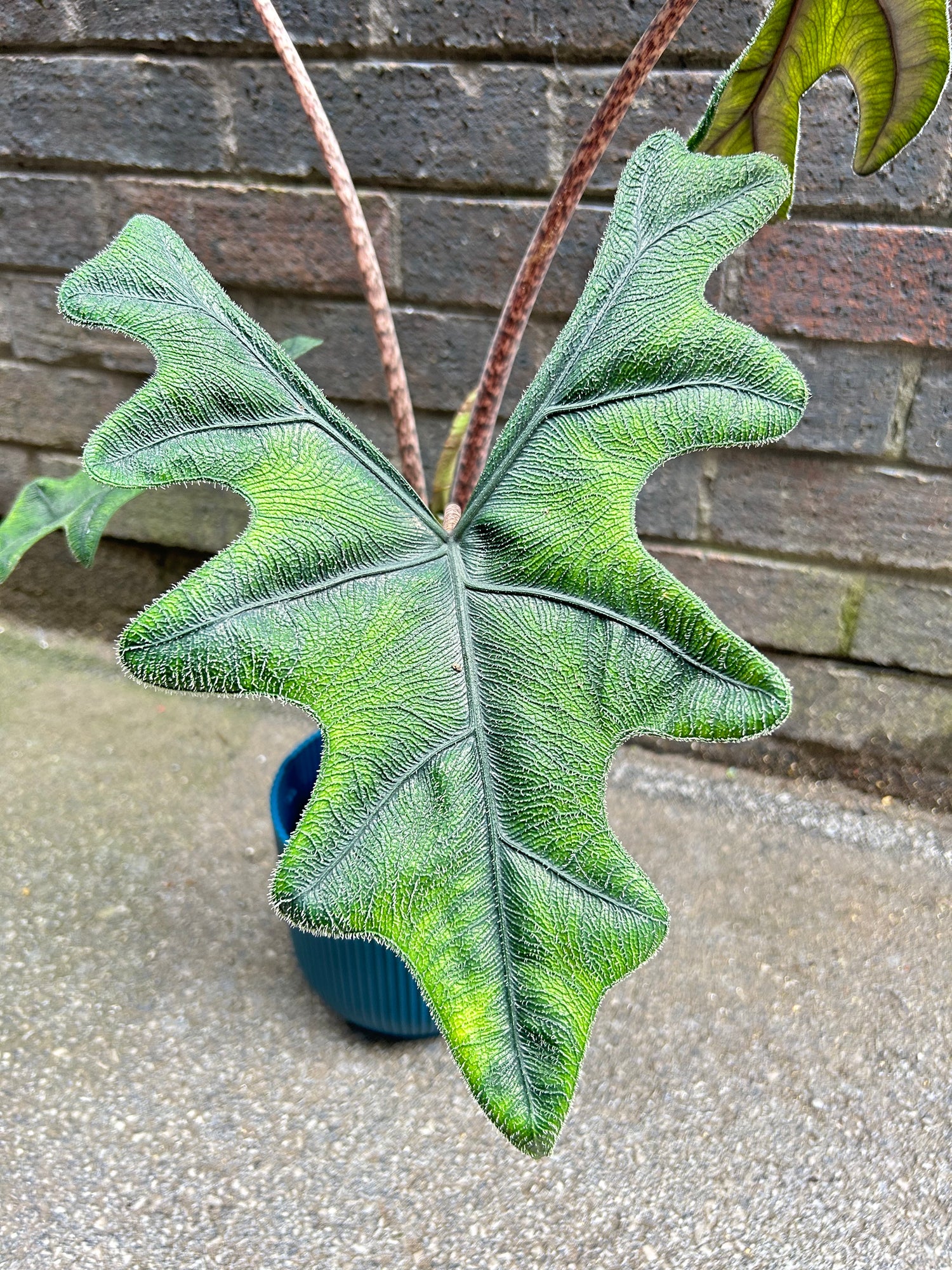 Alocasia Jacklyn