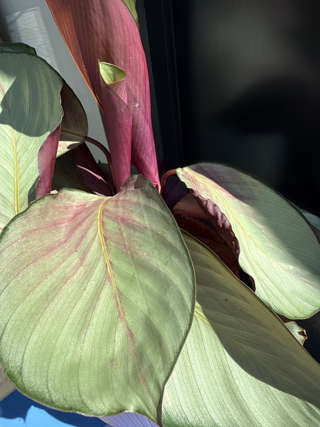 Calathea Rosea Picta Silver Plate
