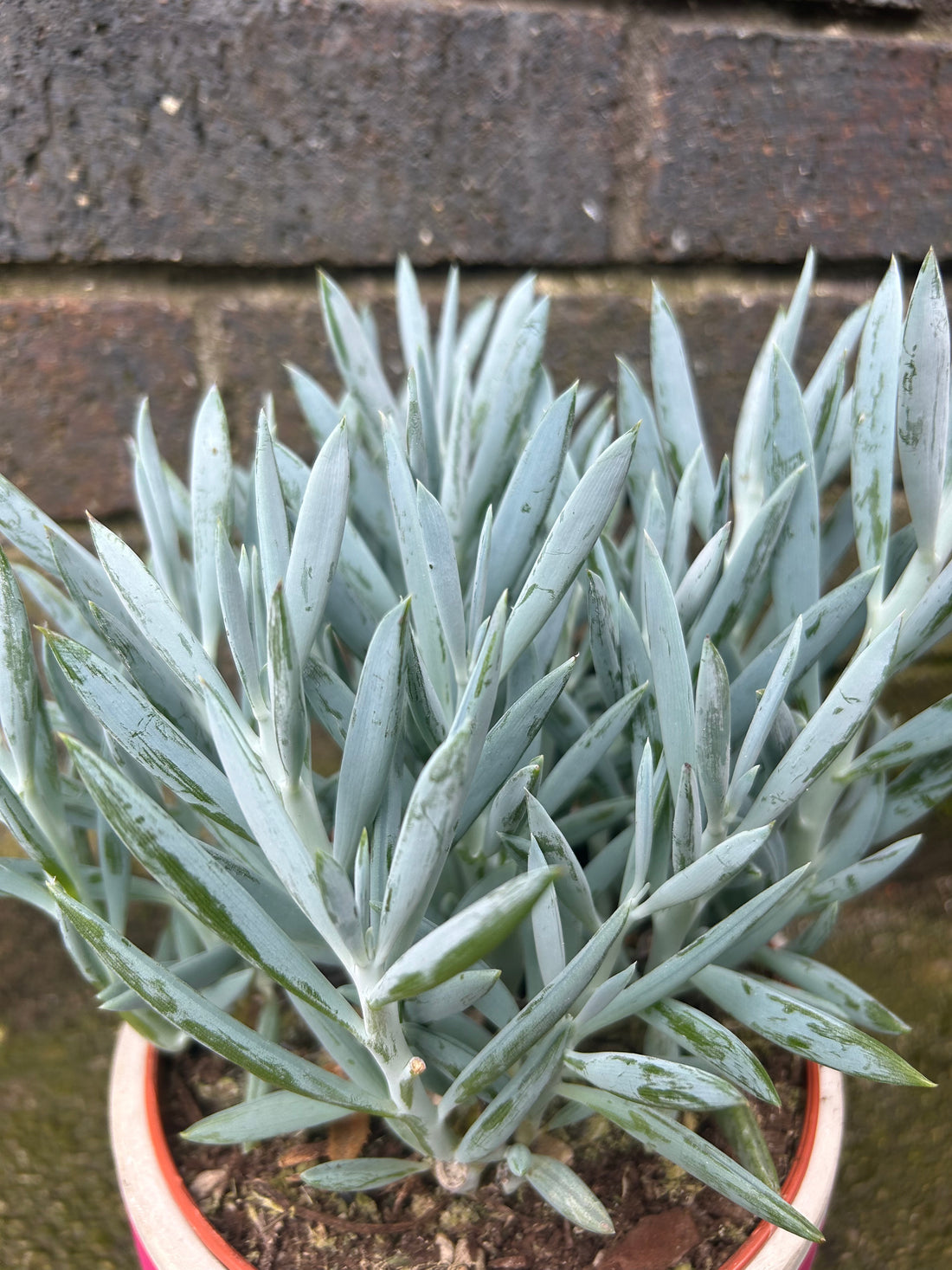Curio Senecio Mount Everest