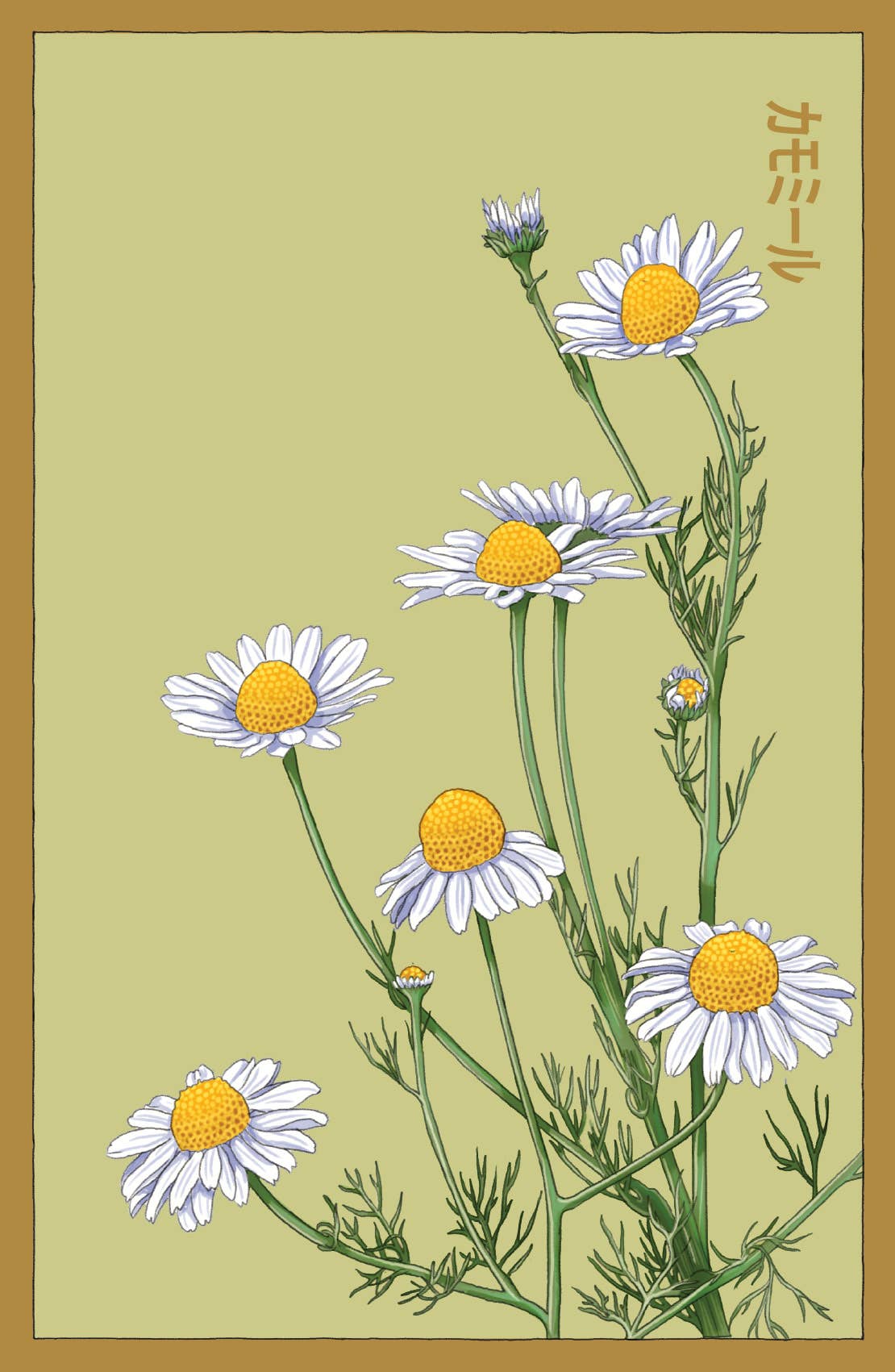 Shido Seeds
