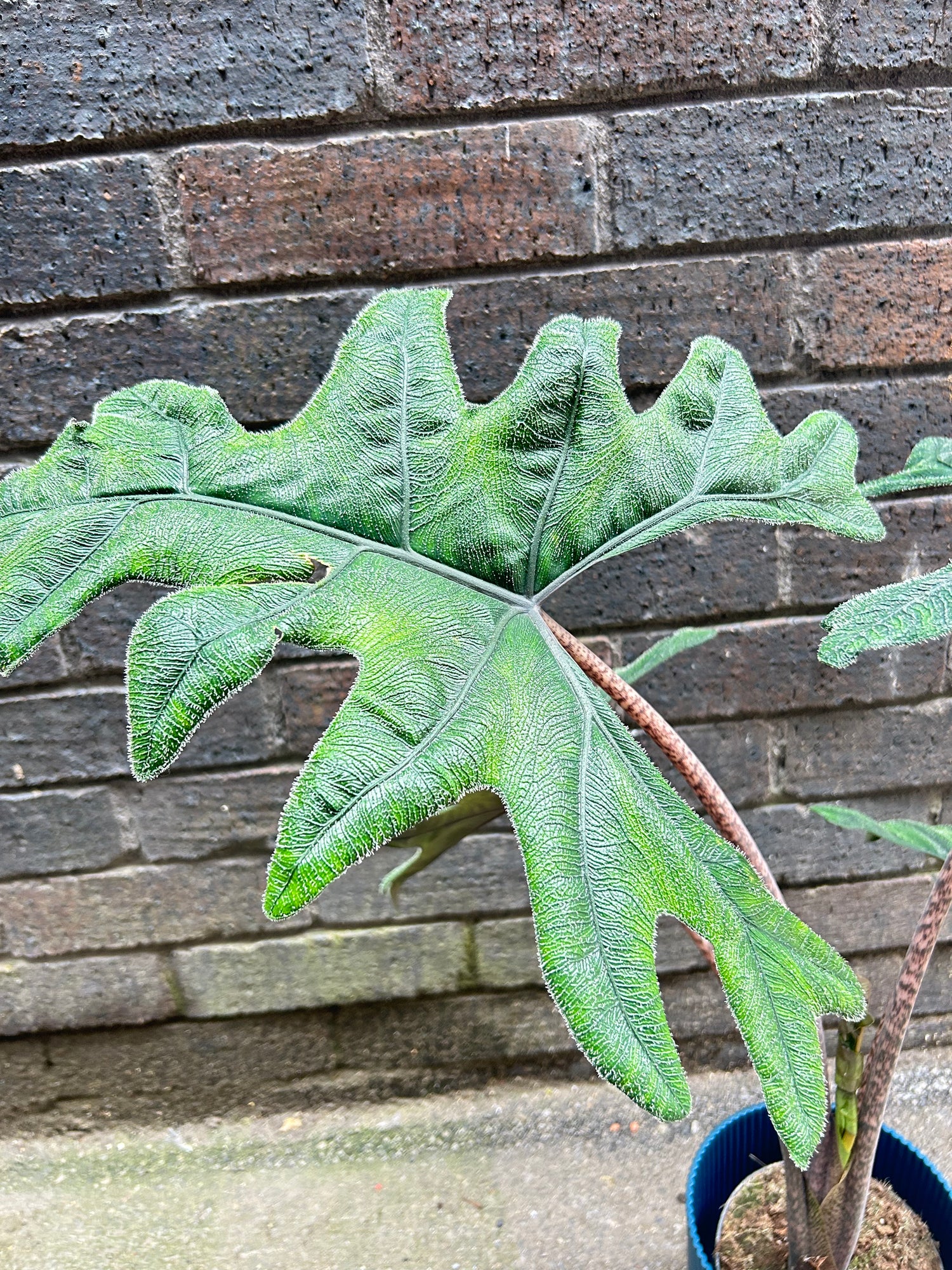 Alocasia Jacklyn