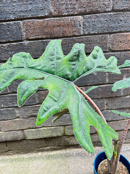 Alocasia Jacklyn