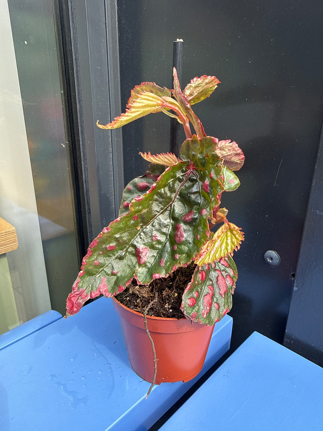 Begonia Leaf Mila Miracle