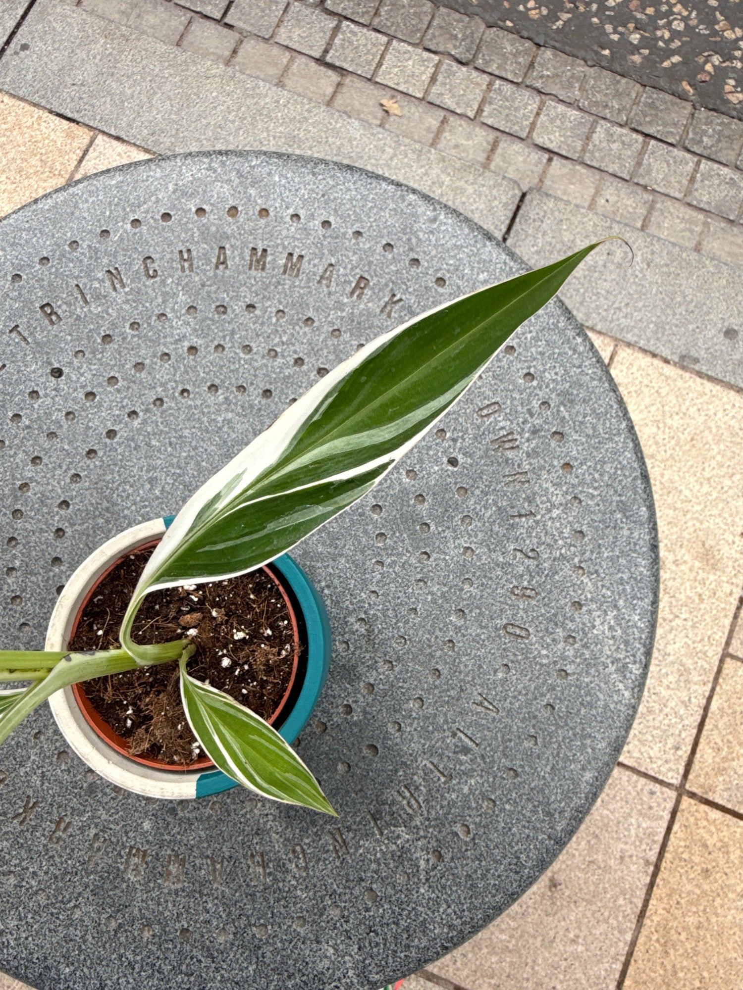 Musa Florida Variegata