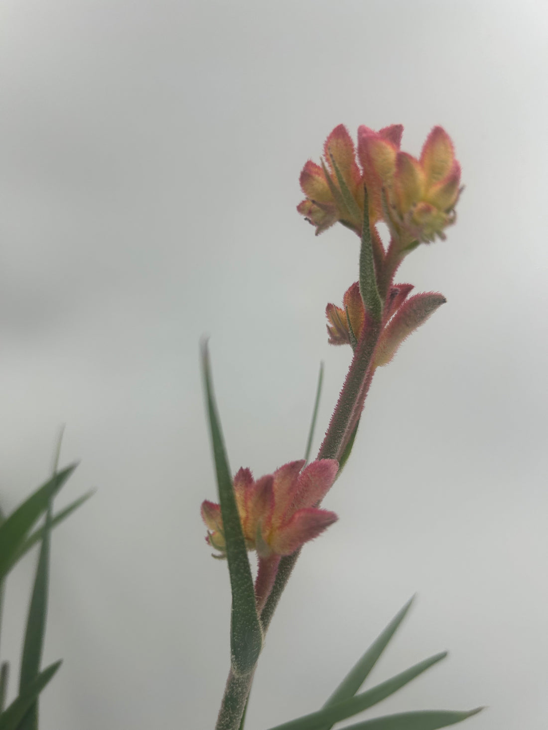 Kangaroo Paw