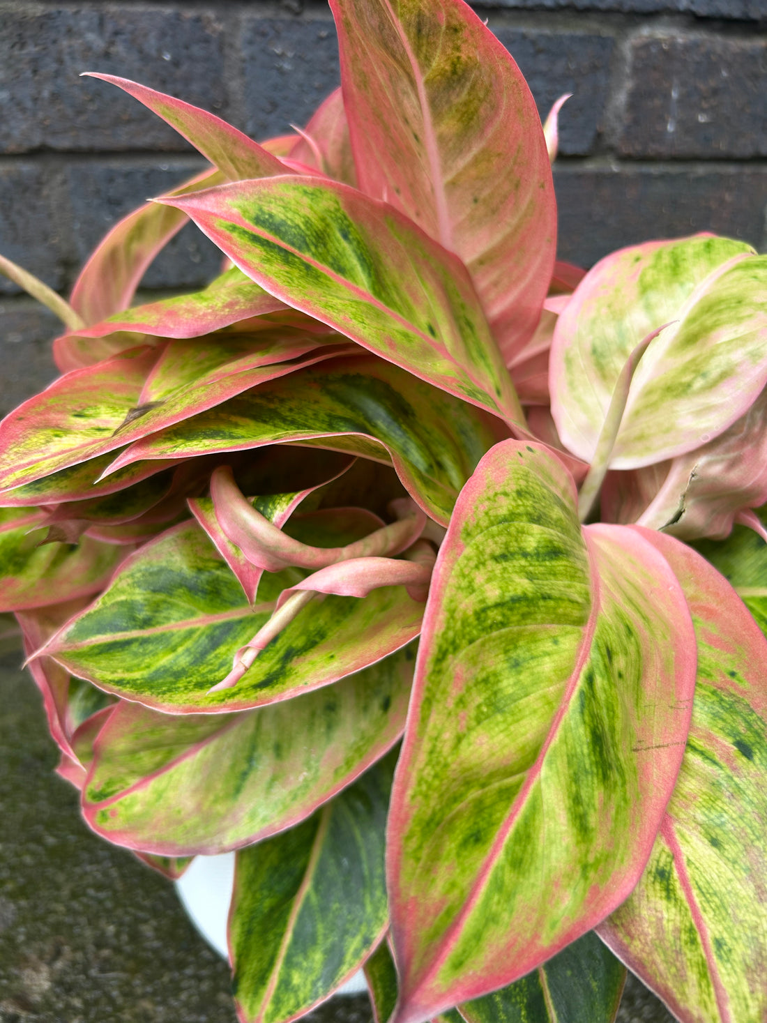 Aglaonema Salmon Fantasy