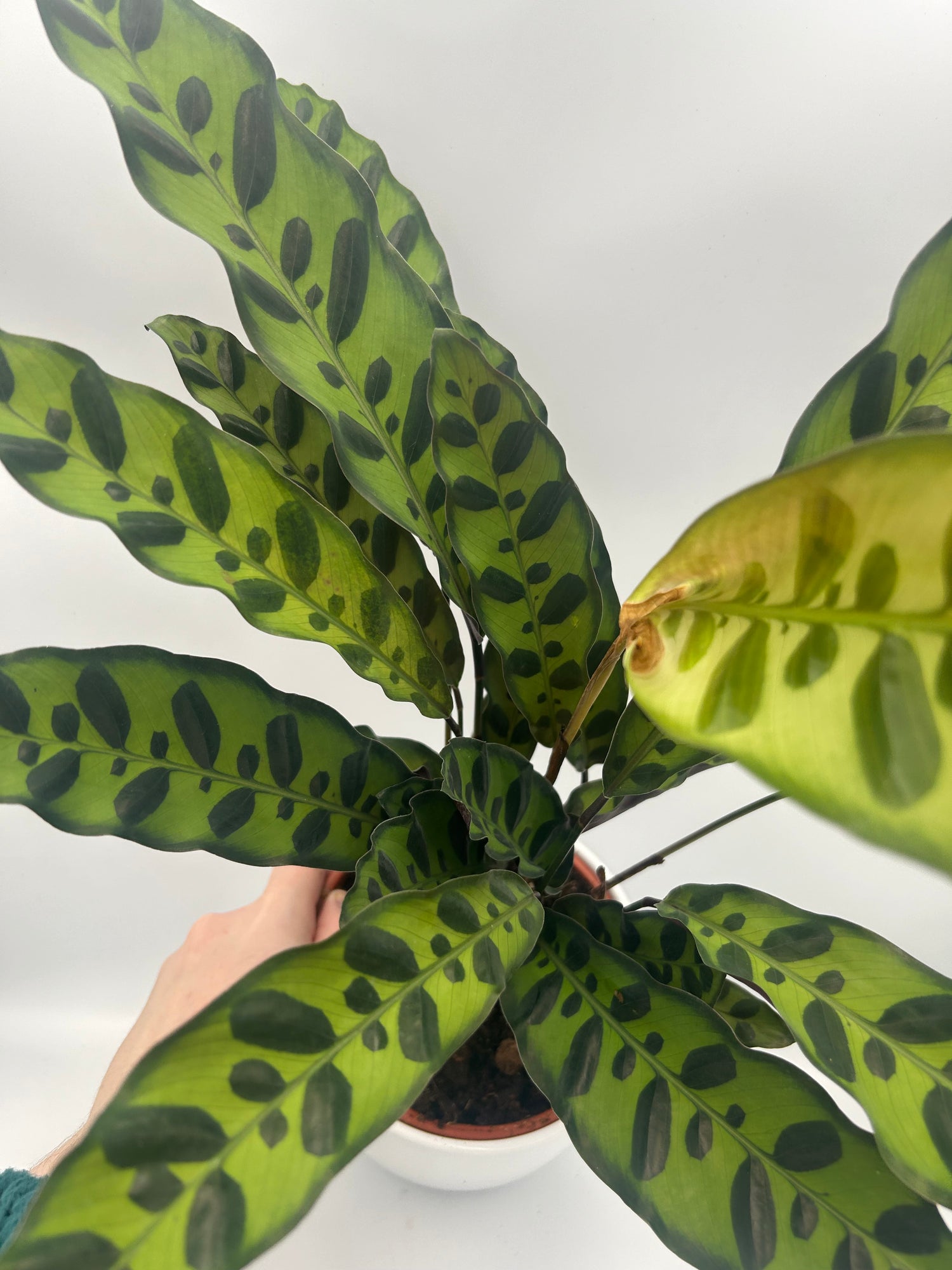 calathea snake plant Calathea lancifolia 'Insigne' – Rattlesnake Plant