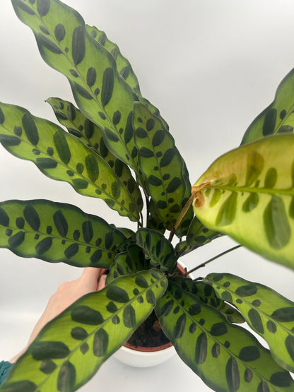 Calathea lancifolia insigne