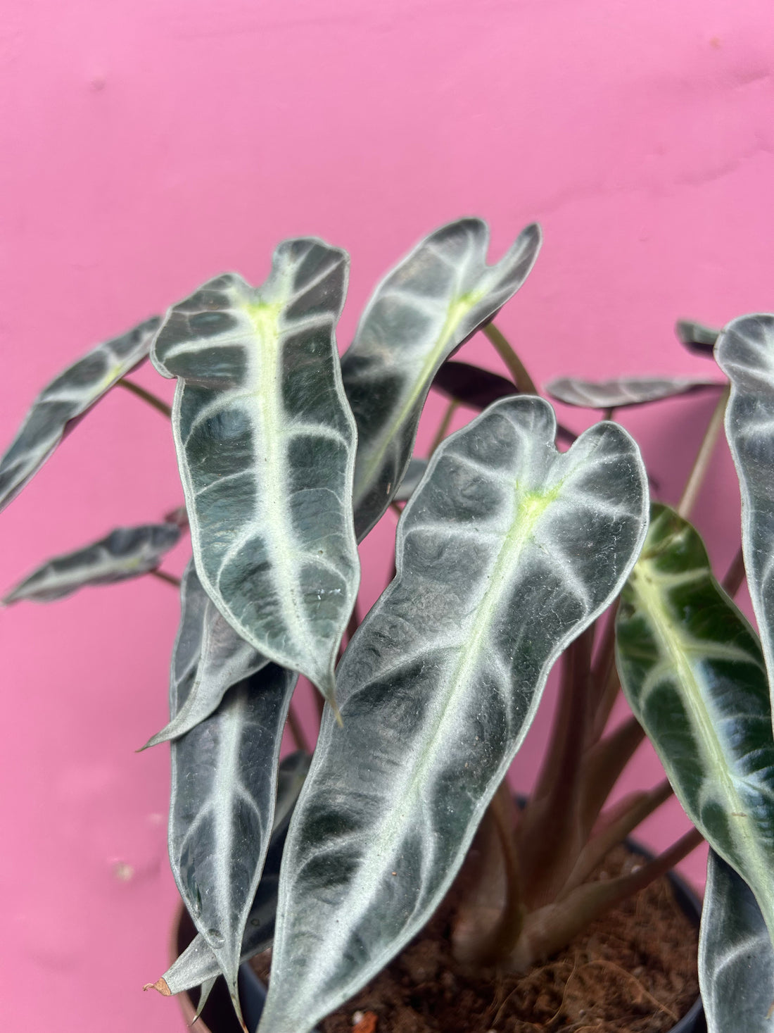 Alocasia bambino Arrow