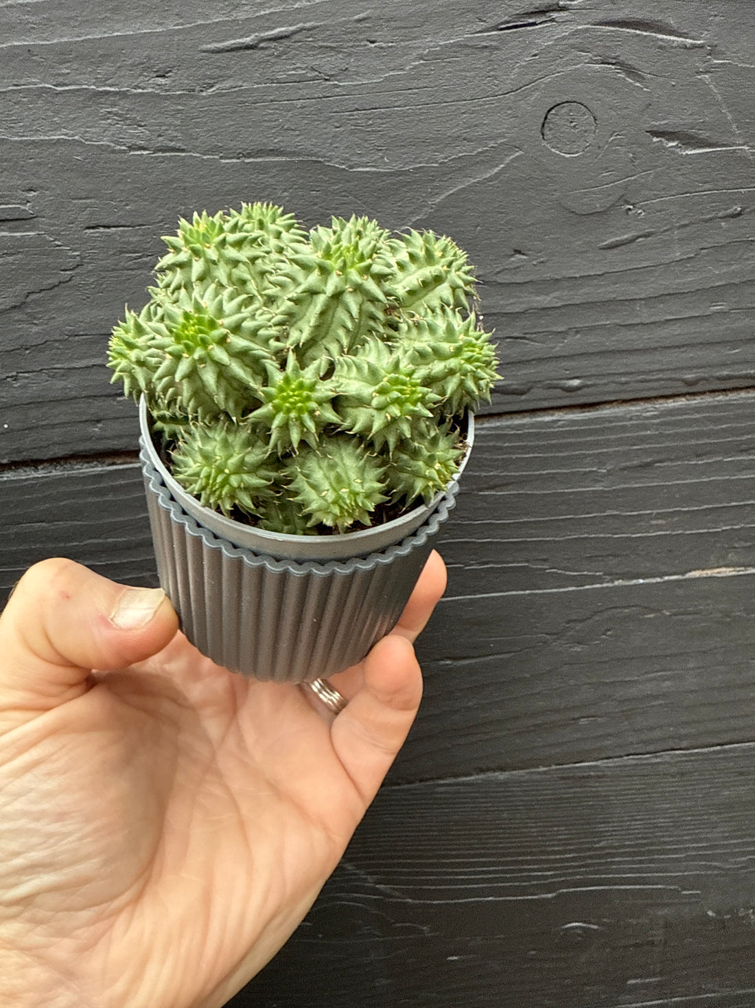 Euphorbia Ingens Susanna