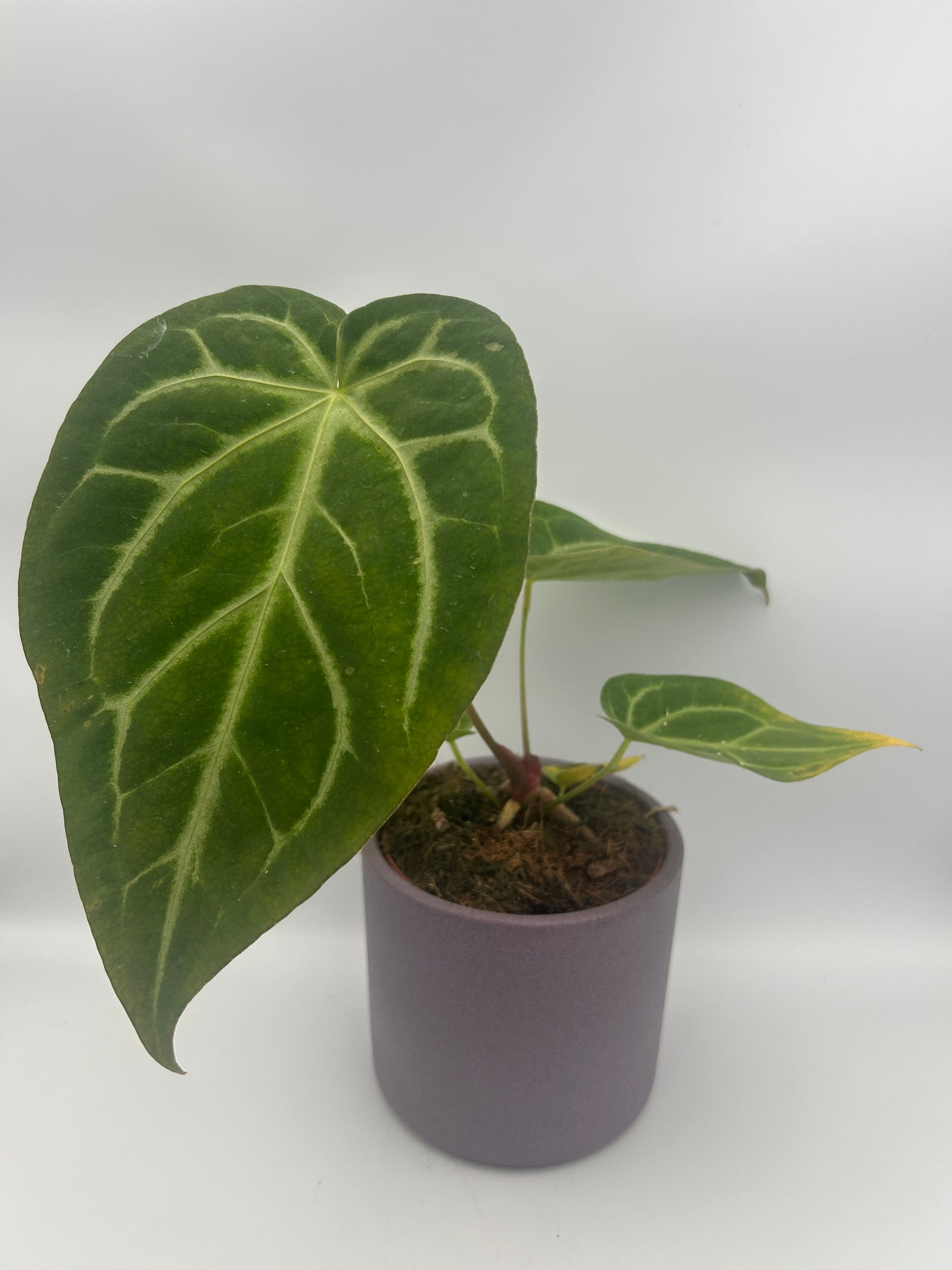 anthurium majestic Anthurium Magnificum – Majestic Velvet-Textured Leaves