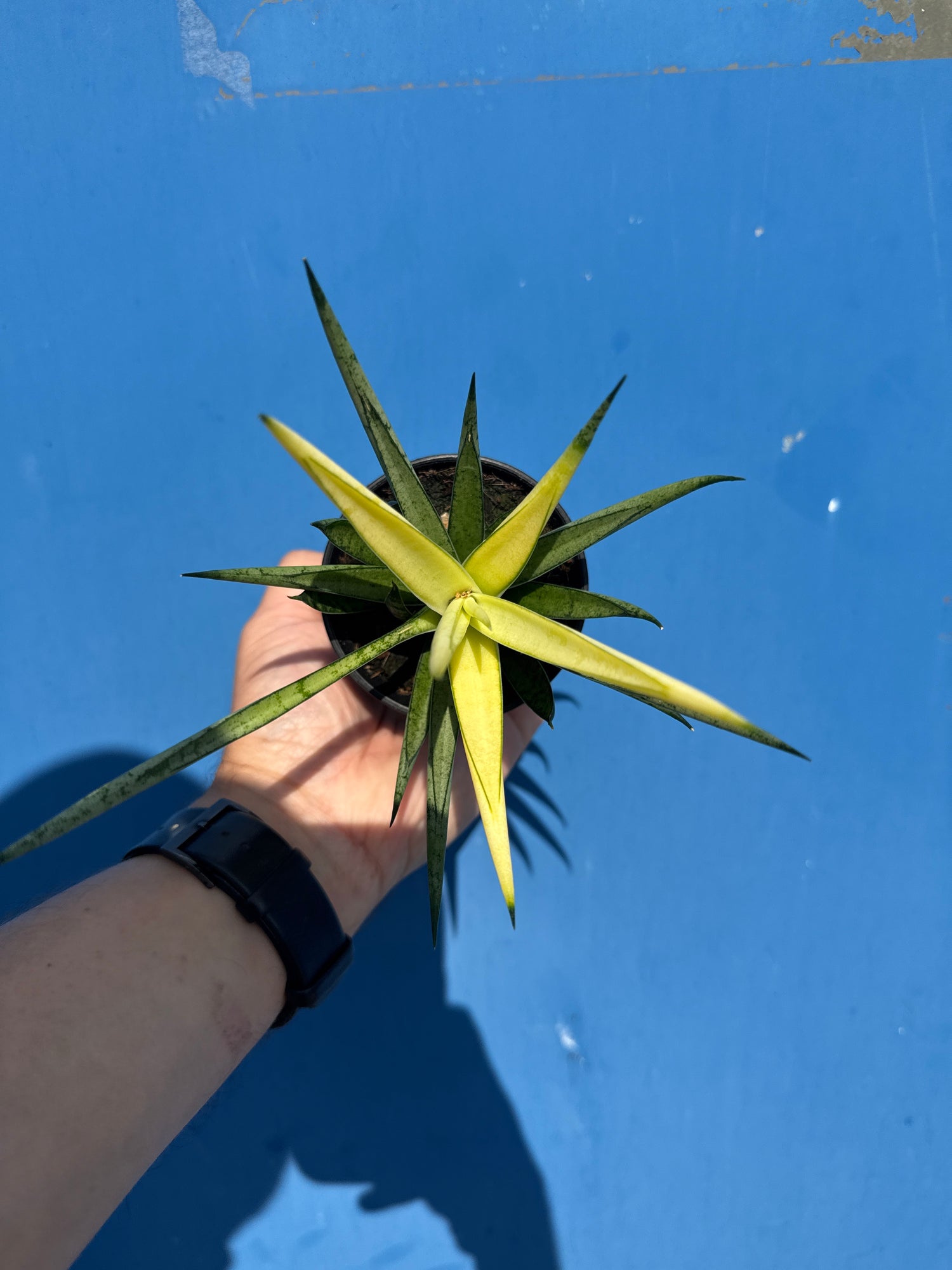 Sansevieria Comet Chrysanta Lemon