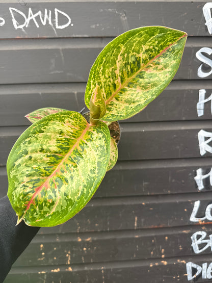 Aglaonema Painted Celebration