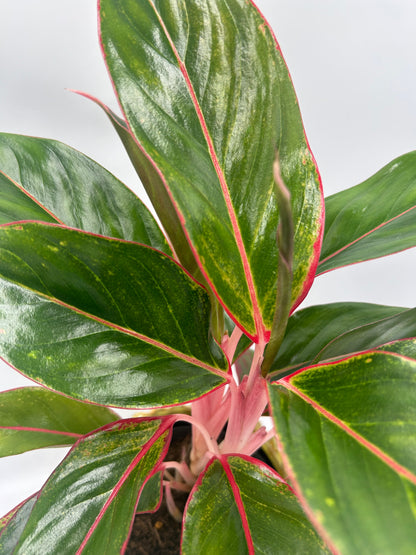 Aglaonema Crete