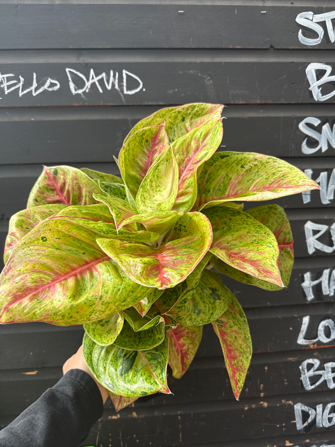 Aglaonema Grand Poppy