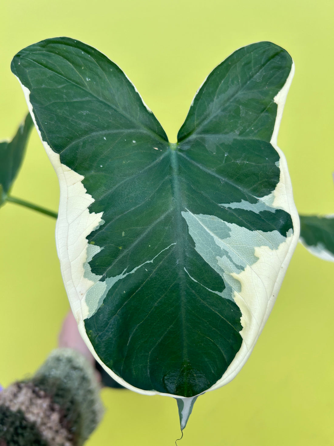Alocasia Mickey Mouse