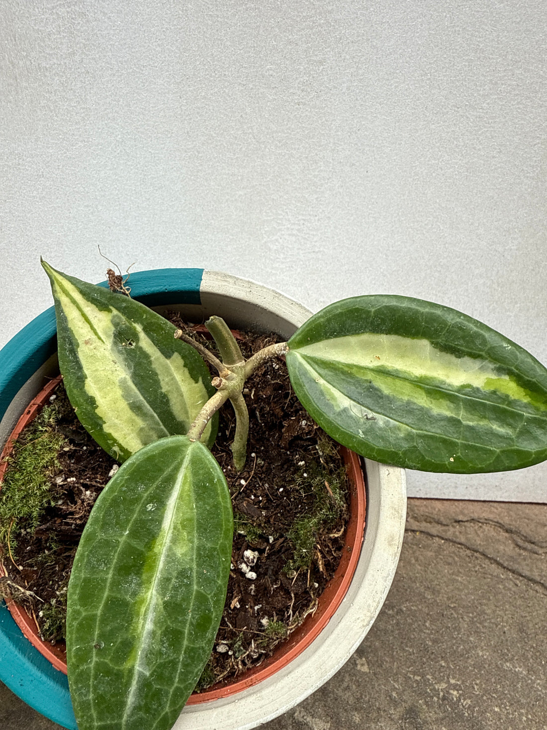 Hoya Latifolia (Pot of Gold)