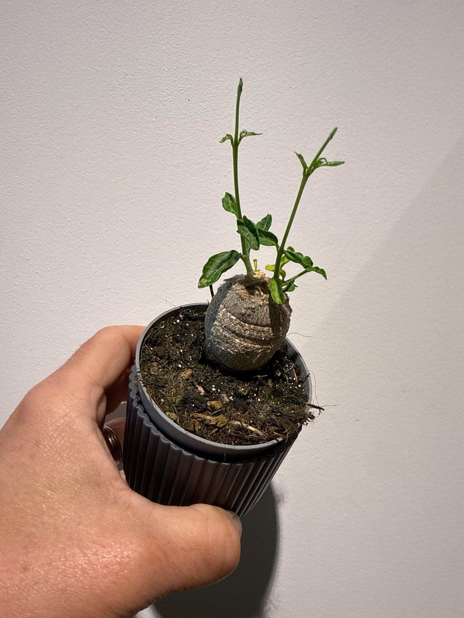 Fockea Edulis