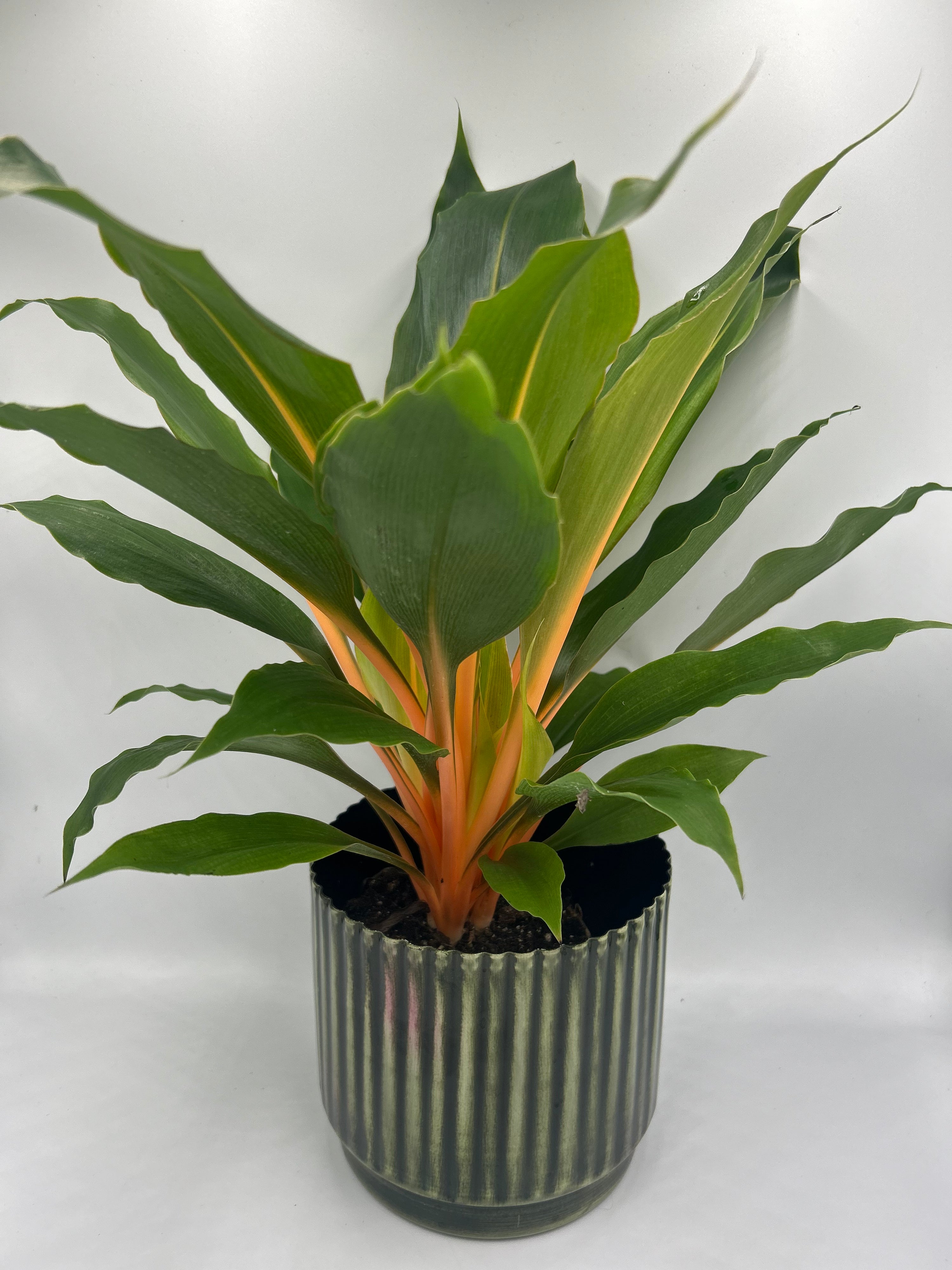Chlorophytum orchidastrum ‘Orange Green’