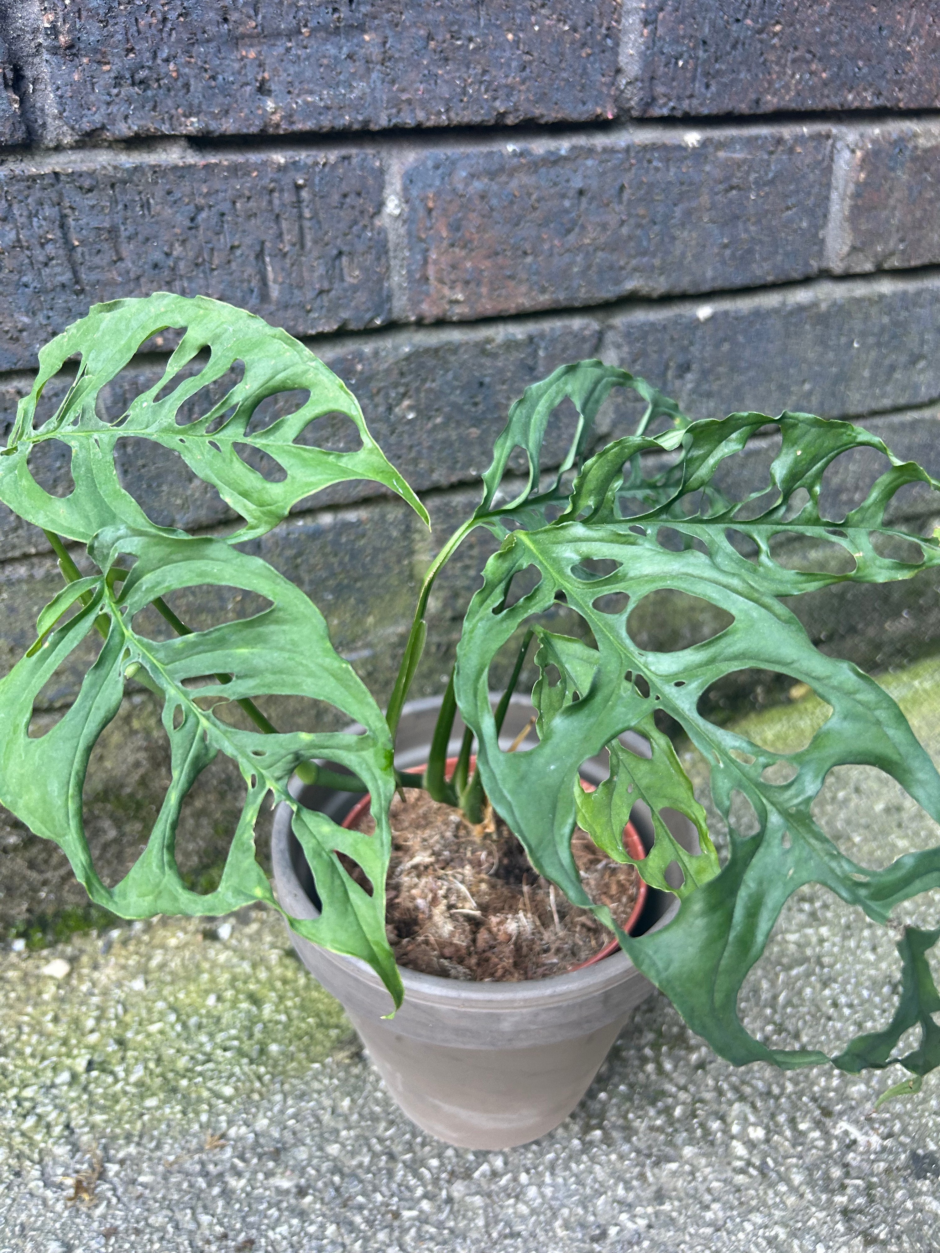 Monstera Obliqua Peru