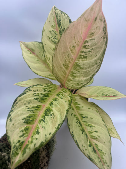 Aglaonema Chartreuse Pretty