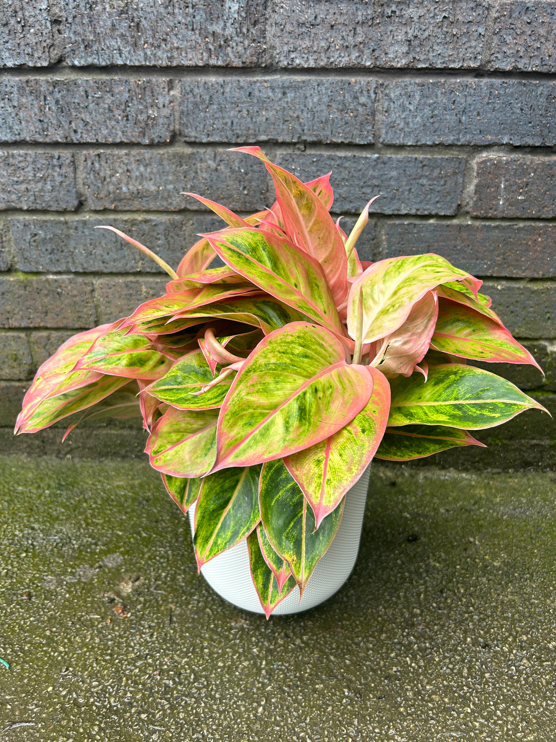 Aglaonema Salmon Fantasy