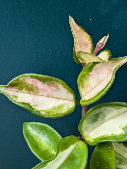 Hoya Carnosa Tricolour