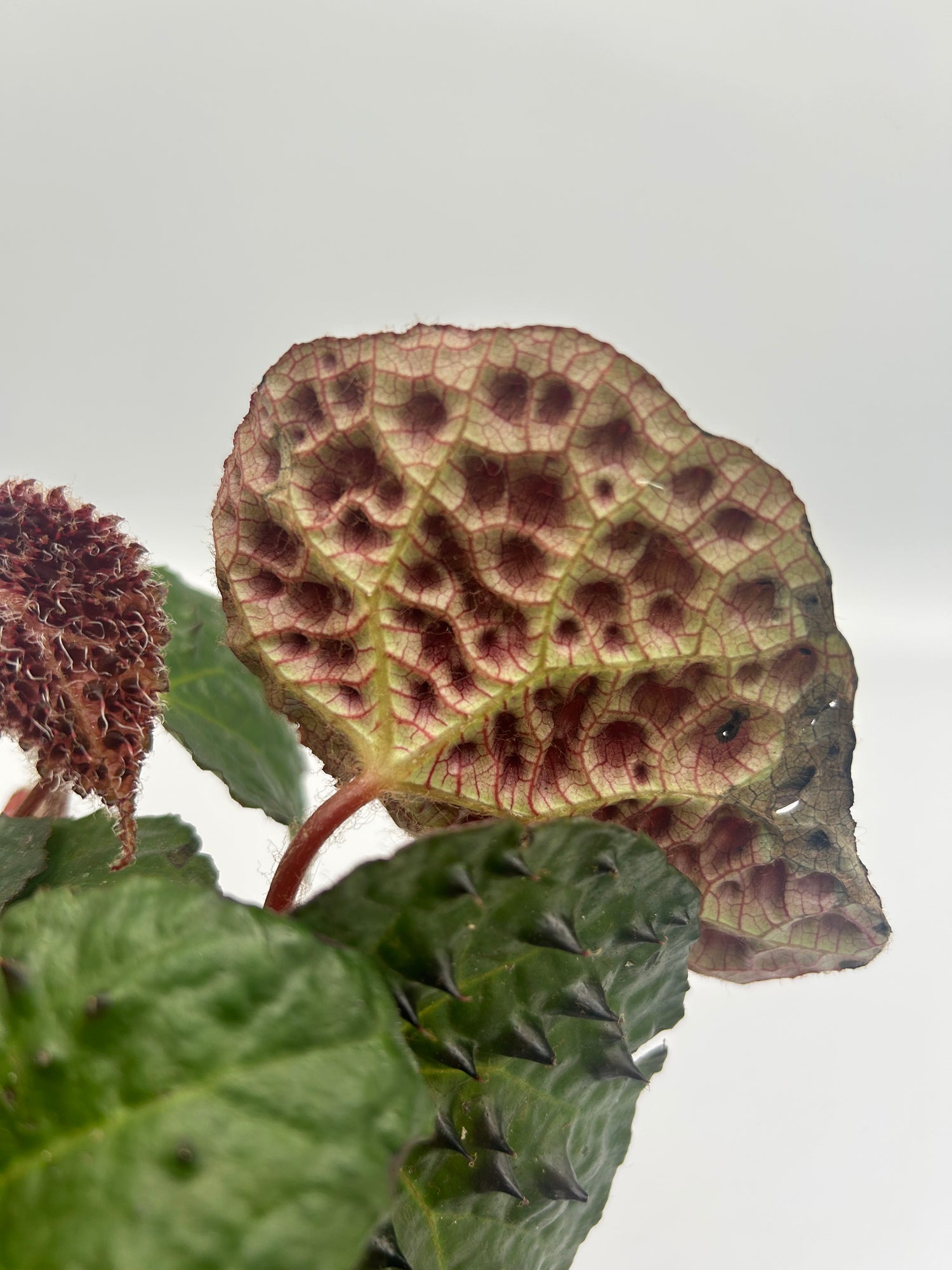 Begonia Ferox